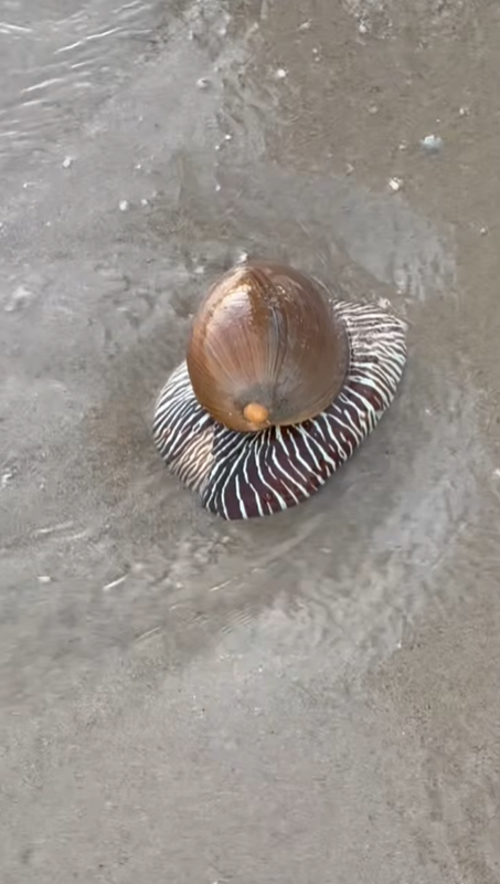 หอยเมโล เมโล