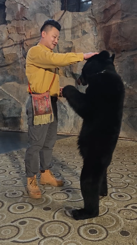 โชว์สัตว์ระทึก หมีจู่โจมผู้ดูแลต่อหน้าคนดู