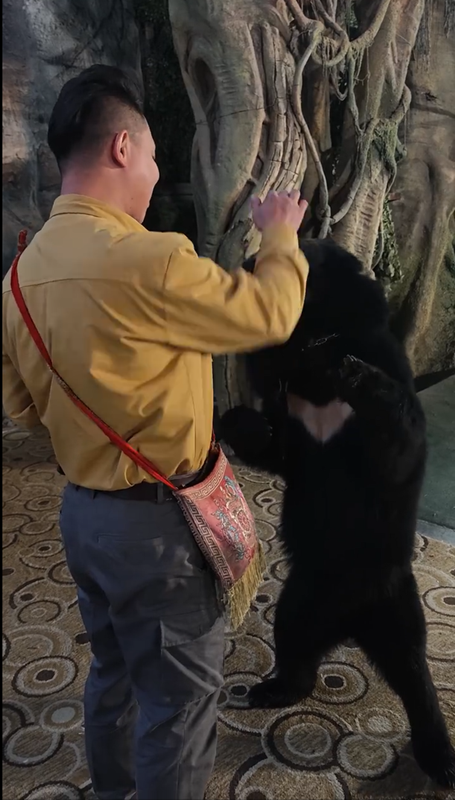 โชว์สัตว์ระทึก หมีจู่โจมผู้ดูแลต่อหน้าคนดู