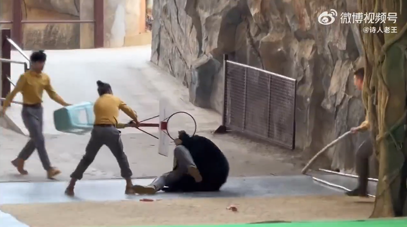 โชว์สัตว์ระทึก หมีจู่โจมผู้ดูแลต่อหน้าคนดู