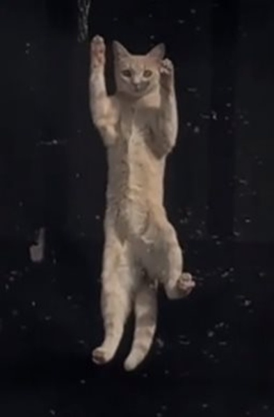  ไวรัล แมวเพื่อนบ้านเกาะประตู