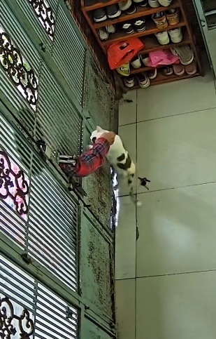 วิธีใช้แมวเก็บกุญแจ