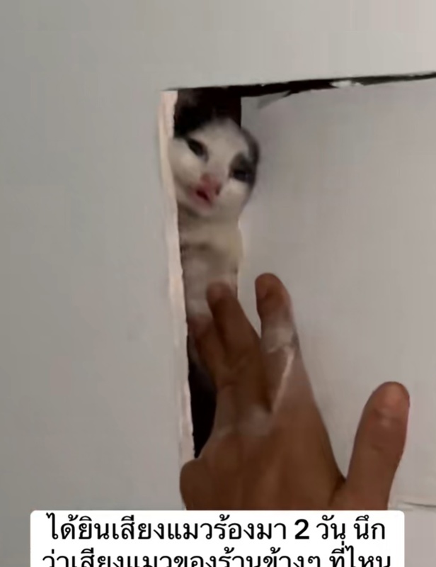 ได้ยินเสียงแมวร้องมาจากร้านข้าง ๆ