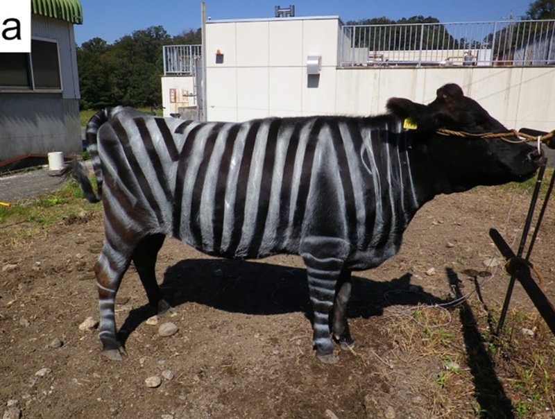 วัวถูกทาสีเปลี่ยนเป็นม้าลาย เห็นแล้วขำแต่ความจริงไม่ได้เอาฮา