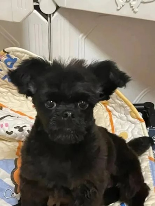 สาวซื้อสุนัขพุดเดิ้ลออนไลน์ ได้ตัวซีเคร็ต