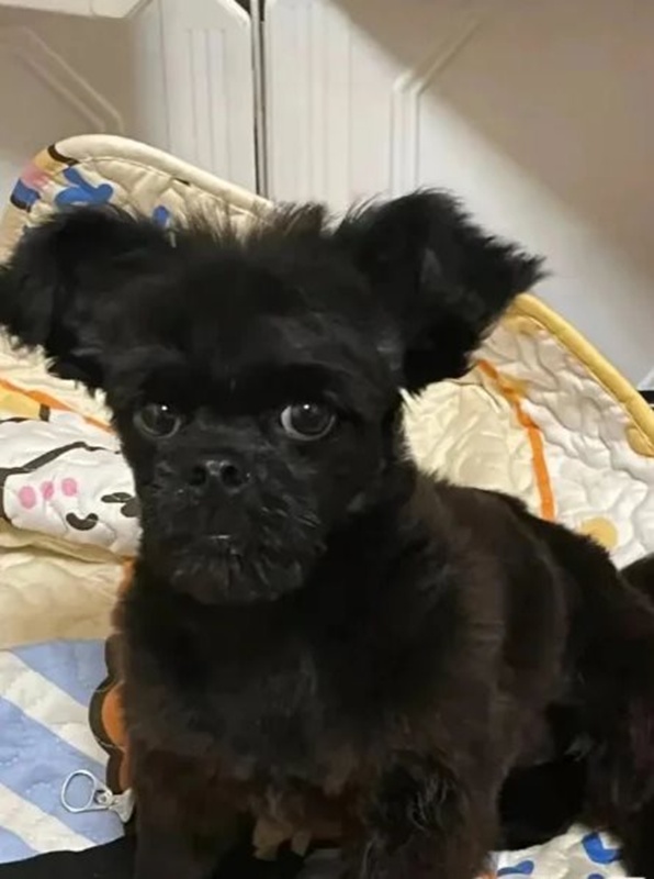 สาวซื้อสุนัขพุดเดิ้ลออนไลน์ ได้ตัวซีเคร็ต