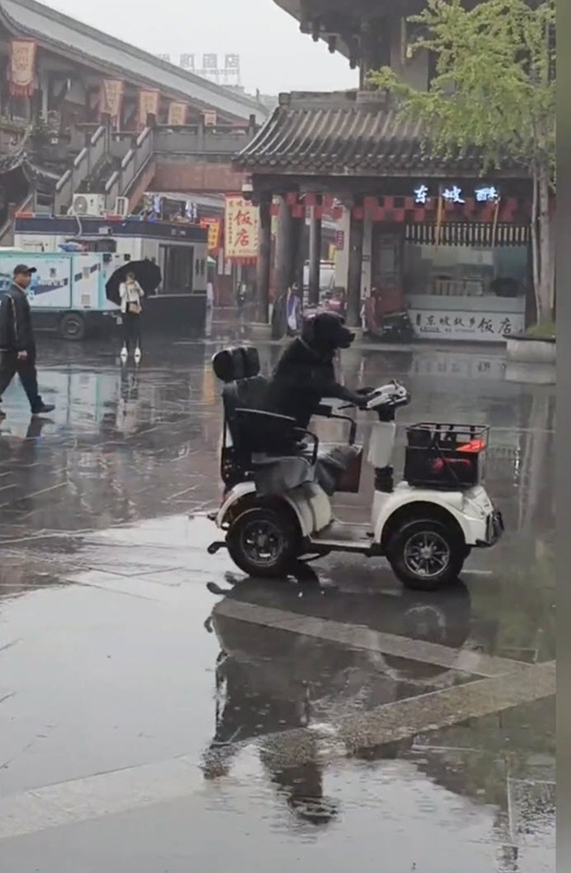 หมาดำซิ่งรถบนถนน