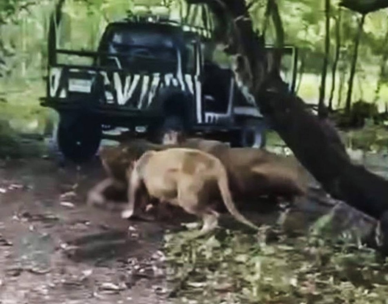 อาลัย ลุงเจียน จนท. สวนสัตว์