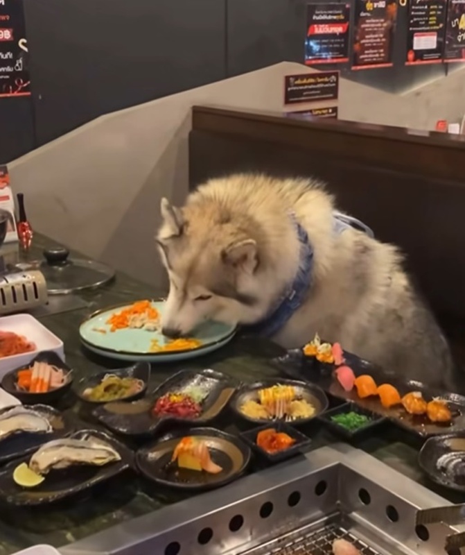 ดราม่าหมากินข้าวบนจาน