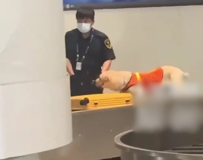 กระเป๋าต้องสงสัยในสนามบิน กระเป๋าต้องสงสัยในสนามบิน