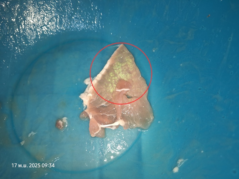 หนุ่มเจอ เนื้อหมูเรืองแสง คาใจกินได้หรือเปล่า