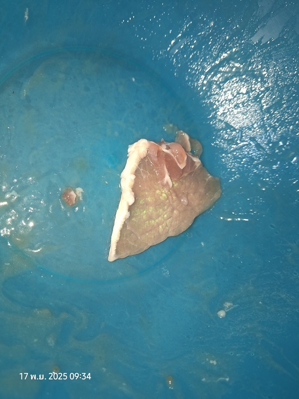 หนุ่มเจอ เนื้อหมูเรืองแสง คาใจกินได้หรือเปล่า