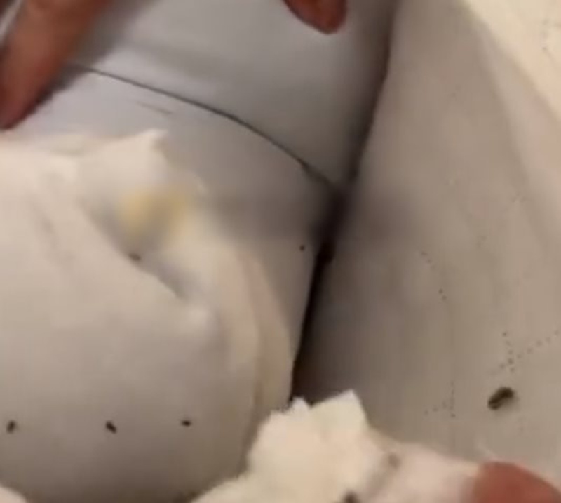 ซื้อหมอนออนไลน์ หญิงเจอความสยองบนที่นอน