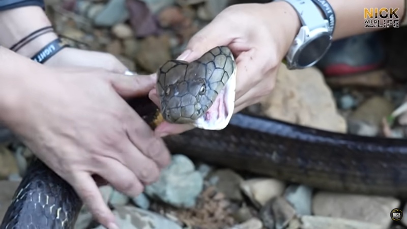 นิค Wildlife ผู้เชี่ยวชาญด้านงูถูกจงอางฉก นิค Wildlife ผู้เชี่ยวชาญด้านงูถูกจงอางฉก