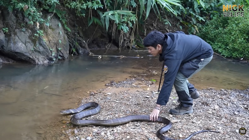 นิค Wildlife ผู้เชี่ยวชาญด้านงูถูกจงอางฉก นิค Wildlife ผู้เชี่ยวชาญด้านงูถูกจงอางฉก