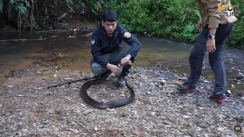 นิค Wildlife ผู้เชี่ยวชาญด้านงูถูกจงอางฉก