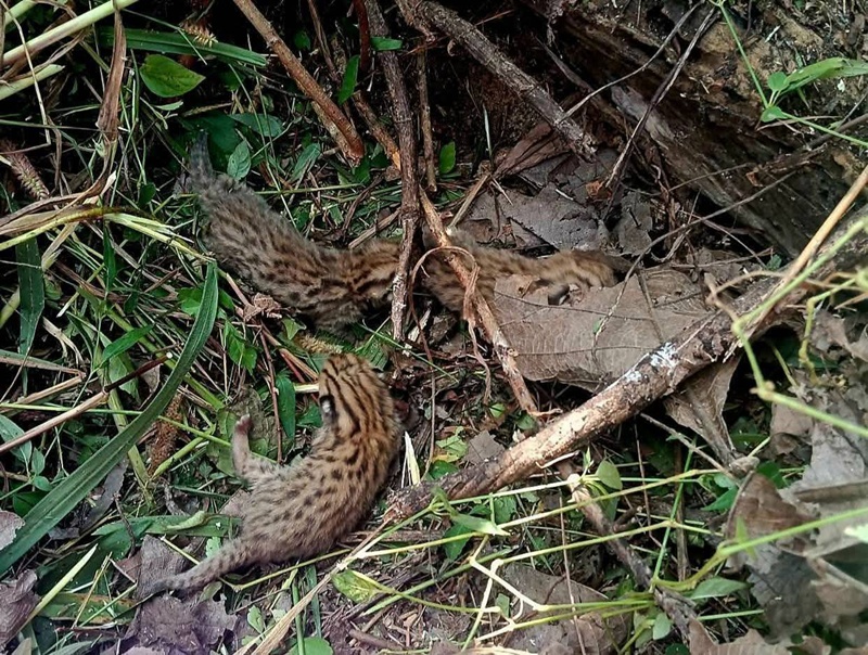 ลูกเสือปลา