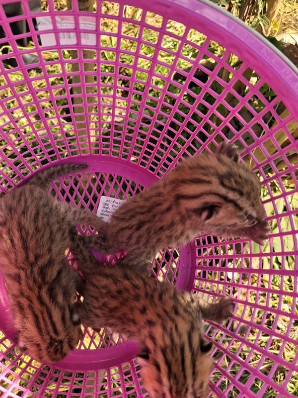 ลูกเสือปลา