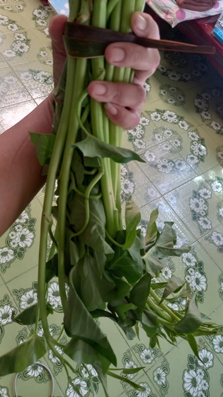 ผักบุ้ง ผักบุ้ง