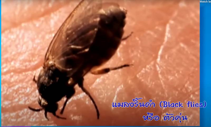 ตัวคุ่นกัด