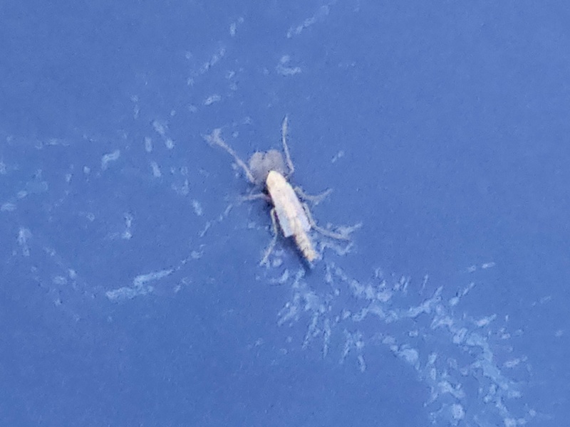 ริ้นน้ำจืด