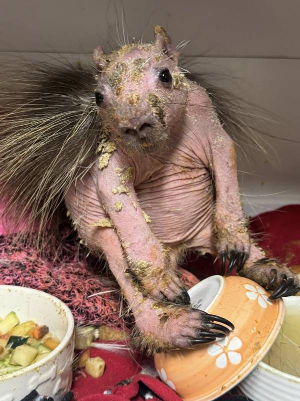 ลูกเม่นป่า