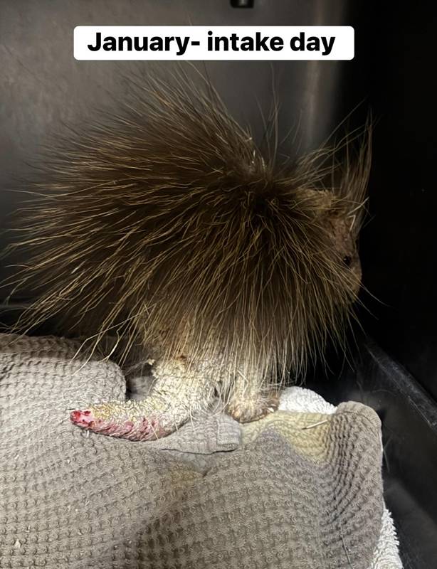 ลูกเม่นป่า