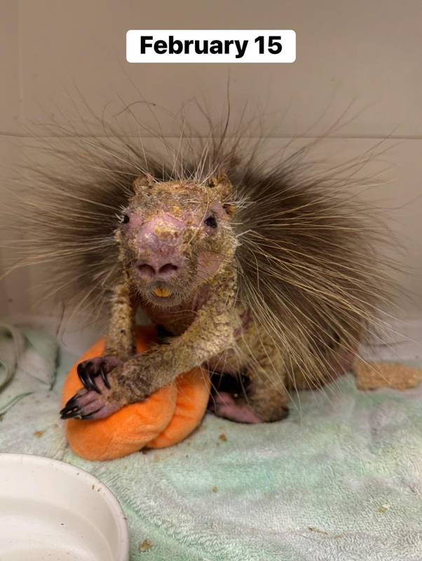 ลูกเม่นป่า