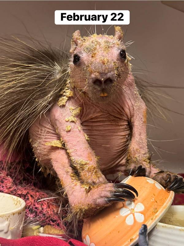 ลูกเม่นป่า