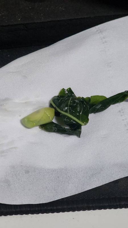 สิ่งแปลกปลอมสีเขียวในต้มเลือดหมู