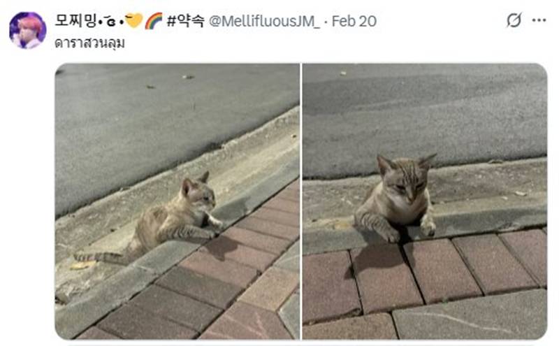 แมวสวนลุม