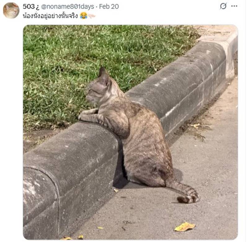 แมวสวนลุม