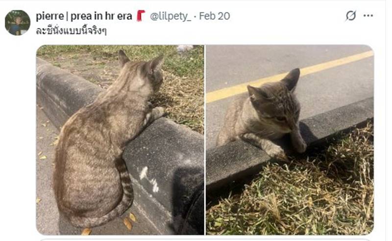 แมวสวนลุม