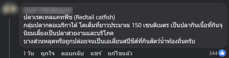 ปลาเรดเทลแคทฟิช