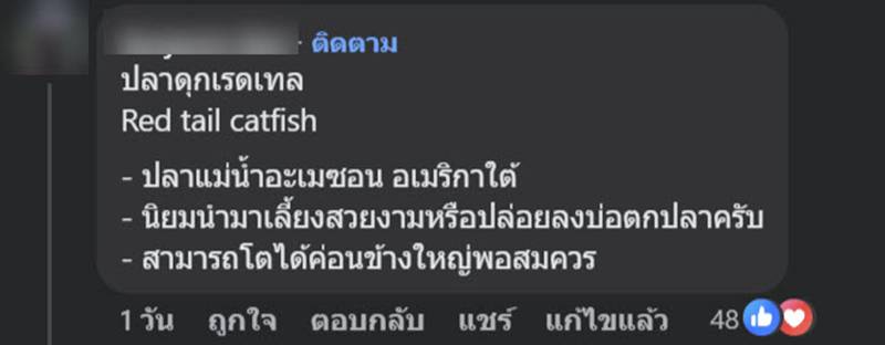 ปลาเรดเทลแคทฟิช