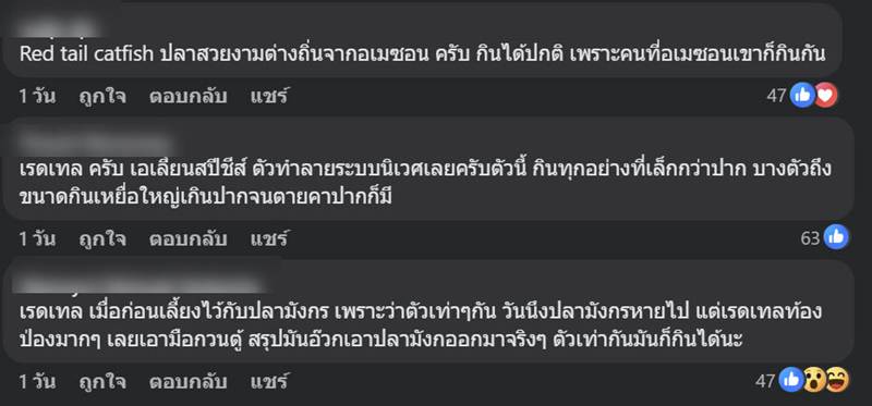 ปลาเรดเทลแคทฟิช