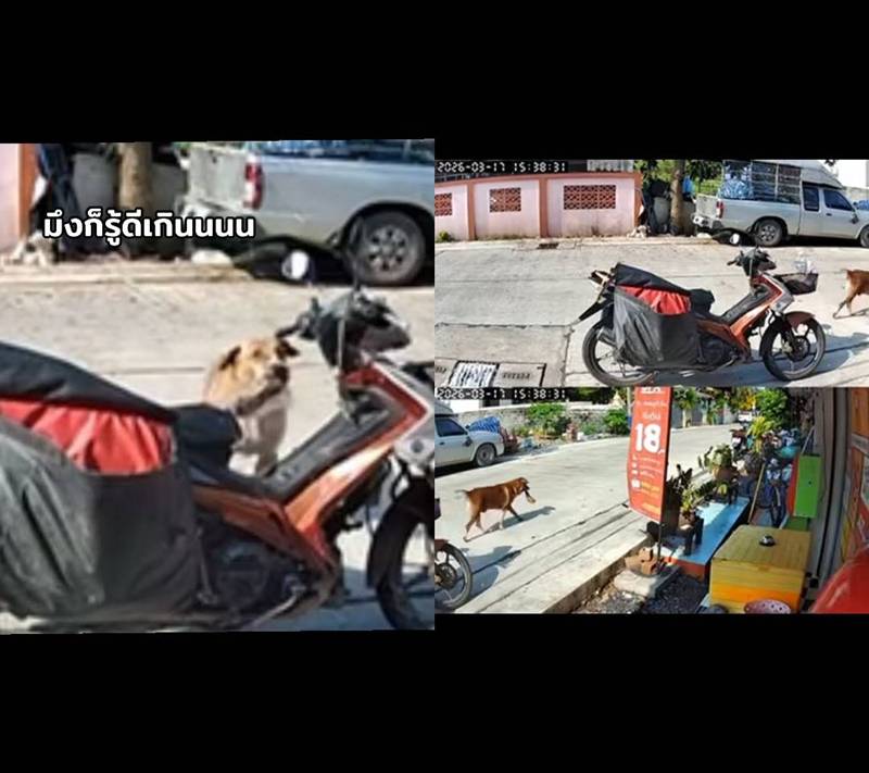 ขโมยอาหาร