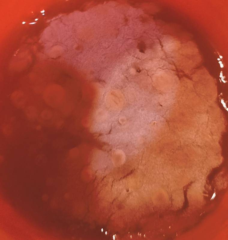 ซอสขึ้นรา