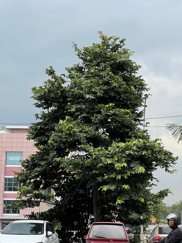 หนุ่มไม่มีเงินเช่าห้อง อาศัยบนต้นไม้