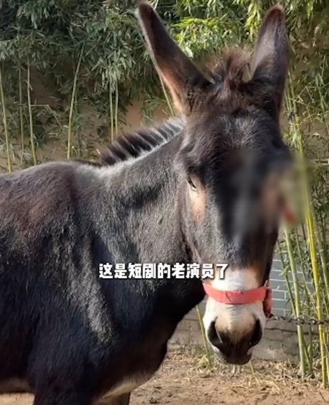 หมู่บ้านโบราณ 600 ปี กลายเป็นที่ถ่ายละครแนวตั้ง