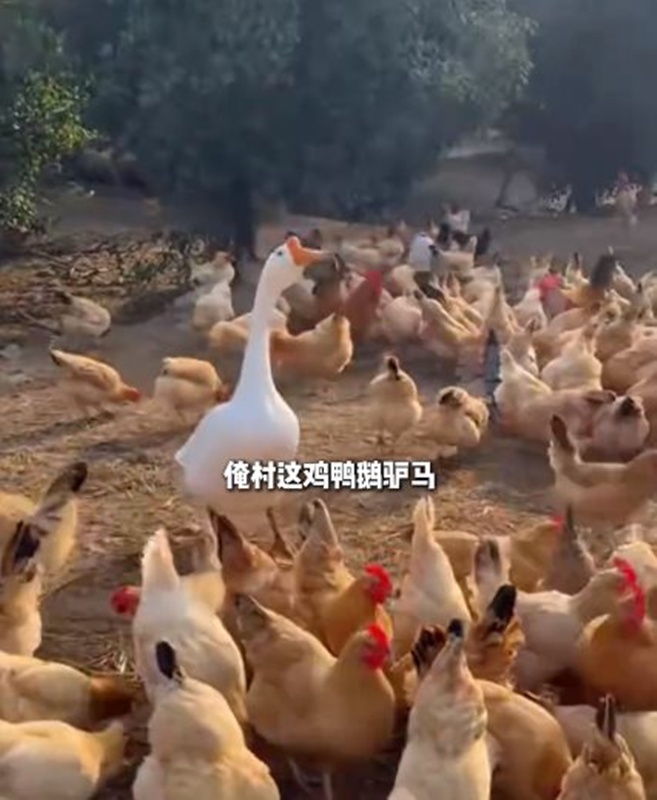 หมู่บ้านโบราณ 600 ปี กลายเป็นที่ถ่ายละครแนวตั้ง